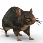 Rat 3d model_(12)