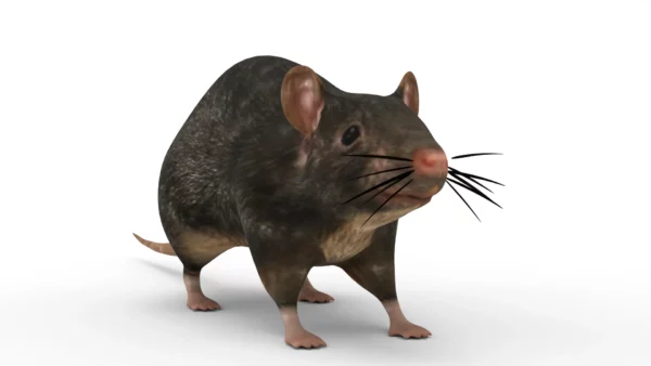 Rat 3D Model Free Download 3D Model Creature Guard 3