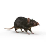 Rat 3d model_(13)