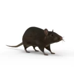 Rat 3d model_(14)