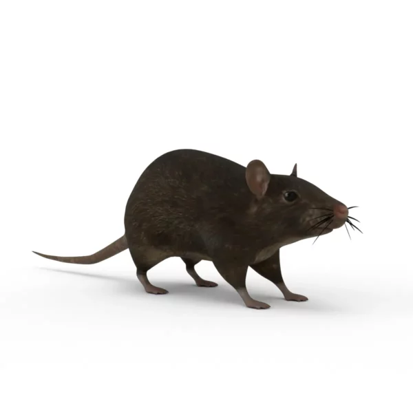 Brown Rat 3D Model Free Download 3D Model Creature Guard