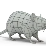 Rat 3d model_(15)