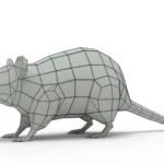 Rat 3d model_(17)