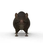 Rat 3d model_(2)