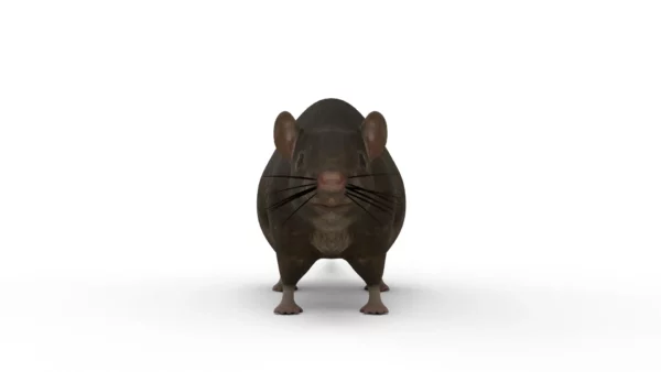 Brown Rat 3D Model Free Download 3D Model Creature Guard 4