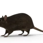 Rat 3d model_(3)