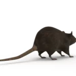 Rat 3d model_(4)