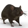 Brown Rat 3D Model Free Download 3D Model Creature Guard 14