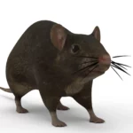 Rat 3d model_(6)