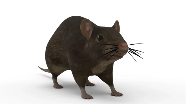 Brown Rat 3D Model Free Download 3D Model Creature Guard 3