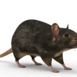 Rat 3d model_(7)