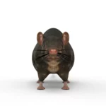 Rat 3d model_(8)