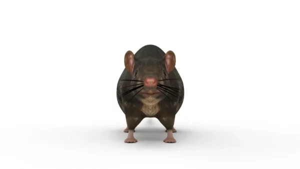 Rat 3D Model Free Download 3D Model Creature Guard 5