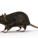 Rat 3d model_(9)