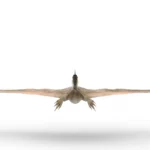 Realistic Quetzalcoatlus 3d model_(4)