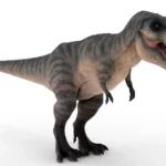 Tyrannosaurus 3d model_(2)