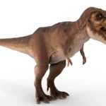 Tyrannosaurus 3d model_(2)