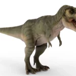 Tyrannosaurus 3d model_(2)