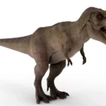 Tyrannosaurus 3d model_(2)