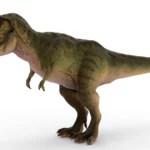 Tyrannosaurus 3d model_(4)