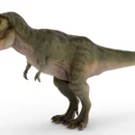 Tyrannosaurus 3d model_(4)