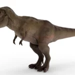 Tyrannosaurus 3d model_(4)