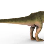 Tyrannosaurus 3d model_(5)