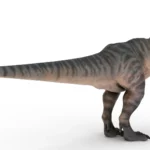 Tyrannosaurus 3d model_(5)