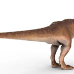 Tyrannosaurus 3d model_(5)