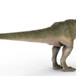 Tyrannosaurus 3d model_(5)