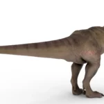 Tyrannosaurus 3d model_(5)