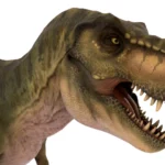 Tyrannosaurus 3d model_(7)