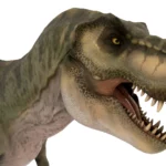 Tyrannosaurus 3d model_(7)