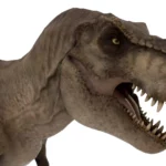 Tyrannosaurus 3d model_(7)