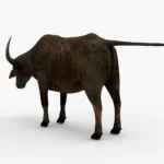 Wild Buffalo 3D Model_(2)