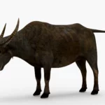 Wild Buffalo 3D Model_(3)
