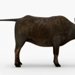 Wild Buffalo 3D Model_(5)