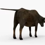 Wild Buffalo 3D Model_(6)