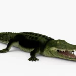 crocodile collection 3d model_(1)