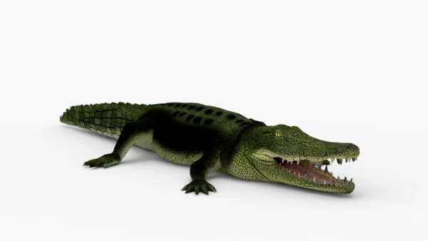 Crocodile Collection 3D Model Free Download 3D Model Creature Guard 2