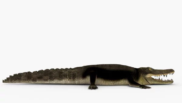 Crocodile Collection 3D Model Free Download 3D Model Creature Guard 13