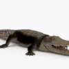 Crocodile Collection 3D Model Free Download 3D Model Creature Guard 26