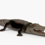 crocodile collection 3d model_(13)