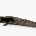 crocodile collection 3d model_(14)