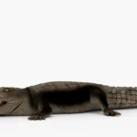 crocodile collection 3d model_(15)