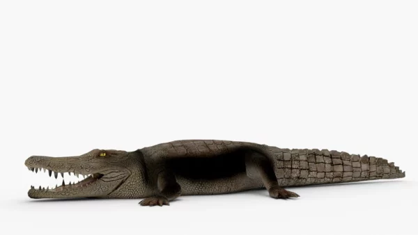 Crocodile Collection 3D Model Free Download 3D Model Creature Guard 10