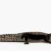 Crocodile Collection 3D Model Free Download 3D Model Creature Guard 32