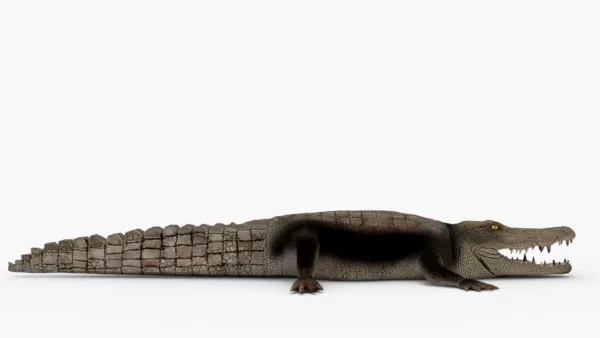 Crocodile Collection 3D Model Free Download 3D Model Creature Guard 9