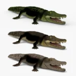 crocodile collection 3d model_(19)