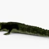 Crocodile Collection 3D Model Free Download 3D Model Creature Guard 42